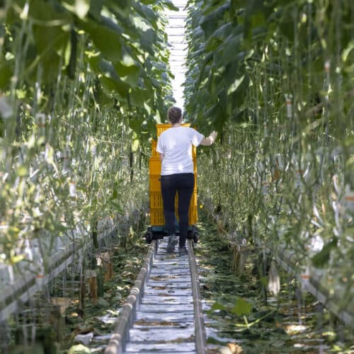 ‘Statushouders en mensen met afstand tot de arbeidsmarkt aan de slag op het agrarische erf’