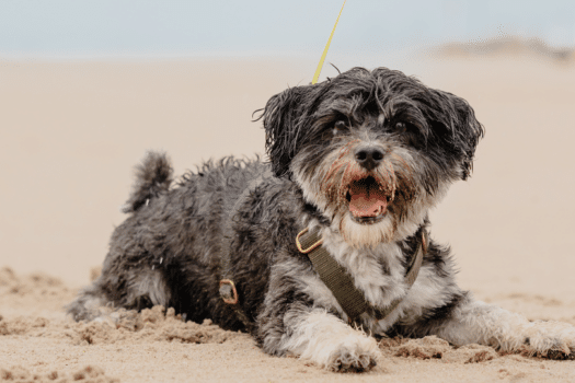 Opening ‘Dog Wash’ poging Guinness Wereld Record te verbreken  