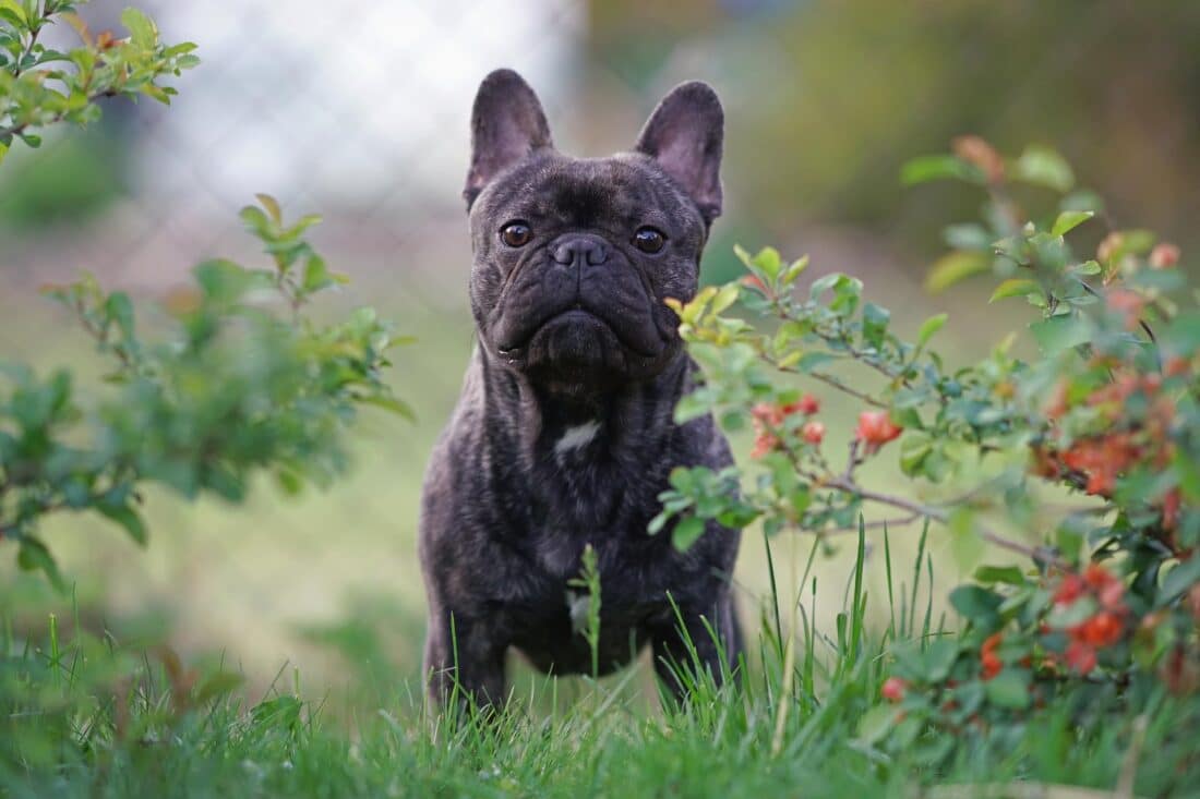 67% van hondenkopers komt terug op aankoop kortsnuitige hond