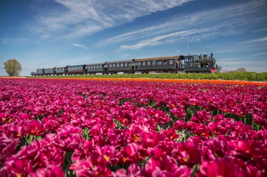 In het voorjaar van 2024 rijden de stoomlocomotieven van de Museumstoomtram Hoorn-Medemblik weer langs de kleurrijke tulpenvelden in Noord-Holland.