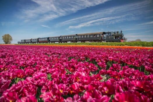 In het voorjaar van 2024 rijden de stoomlocomotieven van de Museumstoomtram Hoorn-Medemblik weer langs de kleurrijke tulpenvelden in Noord-Holland.