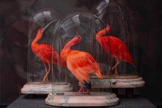 Art Zoo Museum, een artistieke ode aan de natuur